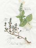 Bay Leaf and Juniper-Elissa Della-piana-Art Print