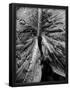Essential Black