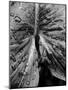 Wood Mount