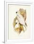 Gramercy White