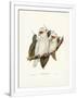 Gramercy White