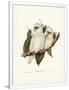Gramercy White