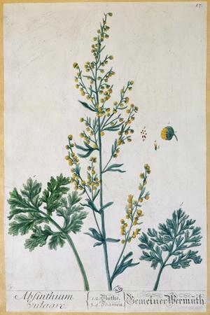 Absinthe, Plate from Herbarium Blackwellianum by the Artist, 1757