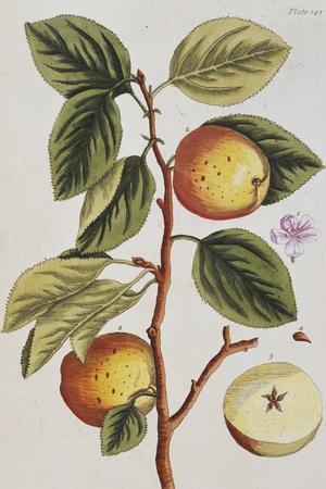 Apple Tree (Malus Sativa), 1739