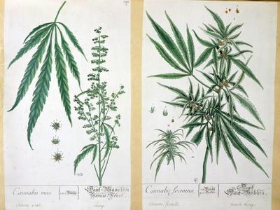 Cannabis Mas and Cannabis Foemina, from 'Herbarium Blackwellianum', 1757