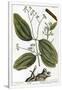 Gramercy White