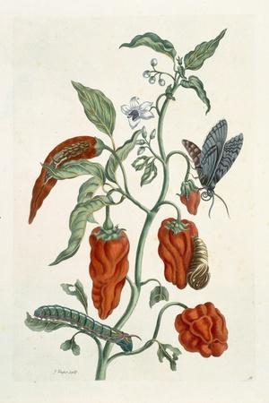 Comfrey, from A Curious Herbal, 1782