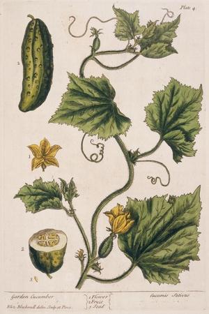 Garden Cucumber, Plate 4 from A Curious Herbal, Published 1782