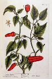 Guinea Pepper, Plate 129 from 'A Curious Herbal', Published 1782-Elizabeth Blackwell-Giclee Print