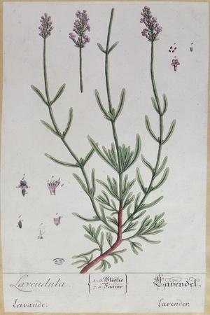Lavender, Plate from 'Herbarium Blackwellianum' by the Artist, 1757