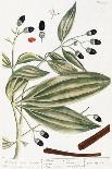 Rosmarinus Officinalis, from 'A Curious Herbal', 1782-Elizabeth Blackwell-Giclee Print