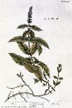 The Fig Tree, Plate 125 from 'A Curious Herbal', published 1782-Elizabeth Blackwell-Giclee Print