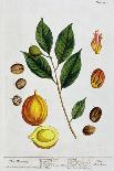 Nutmeg, 1782-Elizabeth Blackwell-Giclee Print