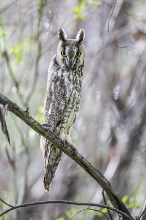 USA, Wyoming, Pinedale, A Male Long-eared Owl roosts in an aspen grove