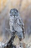 Wyoming, Great Horned Owl Roosting in Cottonwood-Elizabeth Boehm-Photographic Print
