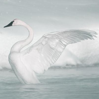 USA, Wyoming, Trumpeter Swan Stretches Wings on a Cold Winter Morning