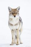 USA, Wyoming, Yellowstone National Park, Coyote in Snow-Elizabeth Boehm-Photographic Print