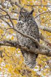 Wyoming, Sublette County, a Young Great Horned Owl Sits on a Lichen Covered Ledge-Elizabeth Boehm-Photographic Print