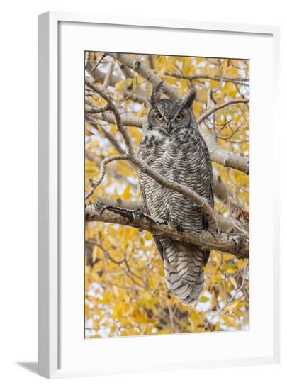 Framed Photographic Print, , large