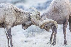 Wyoming, Jackson, National Elk Refuge, Two Bighorn Sheep Rams Lock Horns During the Rut-Elizabeth Boehm-Photographic Print