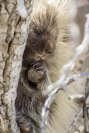 Wyoming, Sublette County, a Porcupine Peers from the Trunk of a Cottonwood Tree