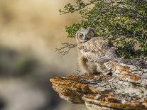 USA, Wyoming, Portrait of Great Gray Owl on Perch-Elizabeth Boehm-Photographic Print