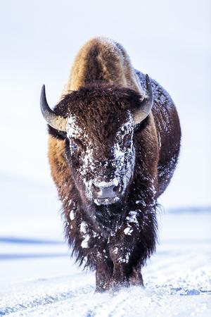 Wyoming, Yellowstone National Park, Bull Bison Walking in Hayden Valley