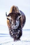 Wyoming, Yellowstone National Park, Bull Bison Walking in Hayden Valley-Elizabeth Boehm-Photographic Print
