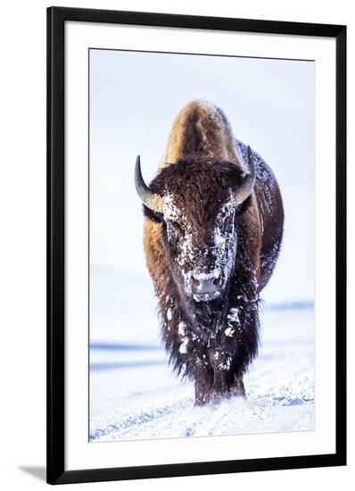 Framed Photographic Print, , large