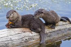 Wyoming, Yellowstone National Park, Northern River Otter Pups Eating Trout-Elizabeth Boehm-Photographic Print
