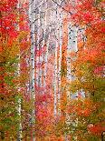 Aspens and Maples-Elizabeth Carmel-Stretched Canvas