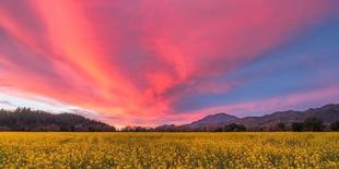 Spring Sunset Napa Valley-Elizabeth Carmel-Photographic Print