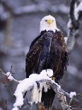 Bald Eagle, Chilkat River, AK-Elizabeth DeLaney-Photographic Print