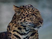 Close-up of Leopard-Elizabeth DeLaney-Photographic Print
