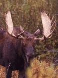 Close-up of Brown Bear-Elizabeth DeLaney-Photographic Print