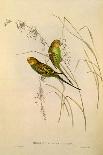 Resplendent Quetzals, Pharomachrus Mocino-Elizabeth Gould-Stretched Canvas