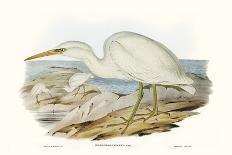 Majestic Waterbird VI-Elizabeth Gould-Art Print