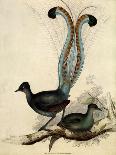 Waterbird Pairing II-Elizabeth Gould-Art Print