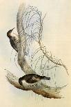 White-Throated Treecreepers, Climacteris Leucophaea-Elizabeth Gould-Giclee Print