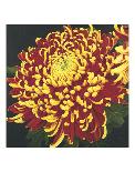 Chrysanthemum 2-Elizabeth Hellman-Art Print