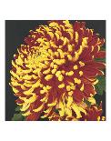 Chrysanthemum, no. 1-Elizabeth Hellman-Giclee Print