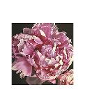 Chrysanthemum 1-Elizabeth Hellman-Art Print