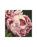 Chrysanthemum 2-Elizabeth Hellman-Art Print