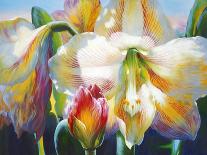 Tulip Trio-Elizabeth Horning-Premium Giclee Print