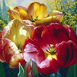 Tulip Trio-Elizabeth Horning-Premium Giclee Print