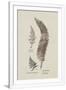 Gramercy White