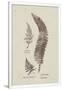 Gramercy White