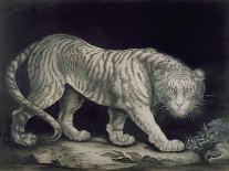 A Prowling Tiger (Pencil on Paper)-Elizabeth Pringle-Stretched Canvas