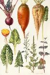 Beetroot and Other Vegetables-Elizabeth Rice-Giclee Print