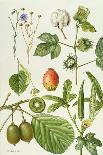 Strawberries, Raspberries and Other Edible Berries-Elizabeth Rice-Giclee Print